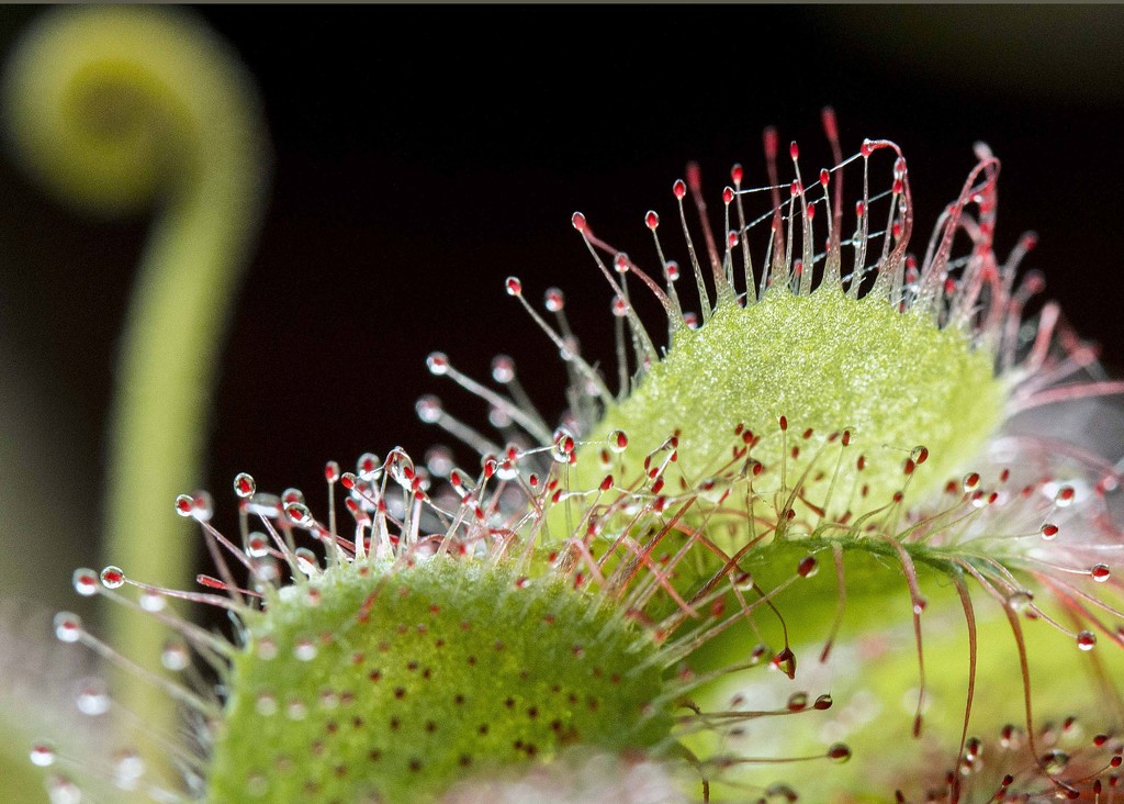 Sundews..............another view of this sticky insect catcher by shepherdmanswife