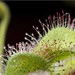 Sundews..............another view of this sticky insect catcher by shepherdmanswife