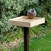 New Bird Table by bulldog
