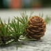Pine cones by callymazoo
