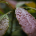 raindrops #123 by ricaa