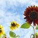 Sunflower Love by kwind