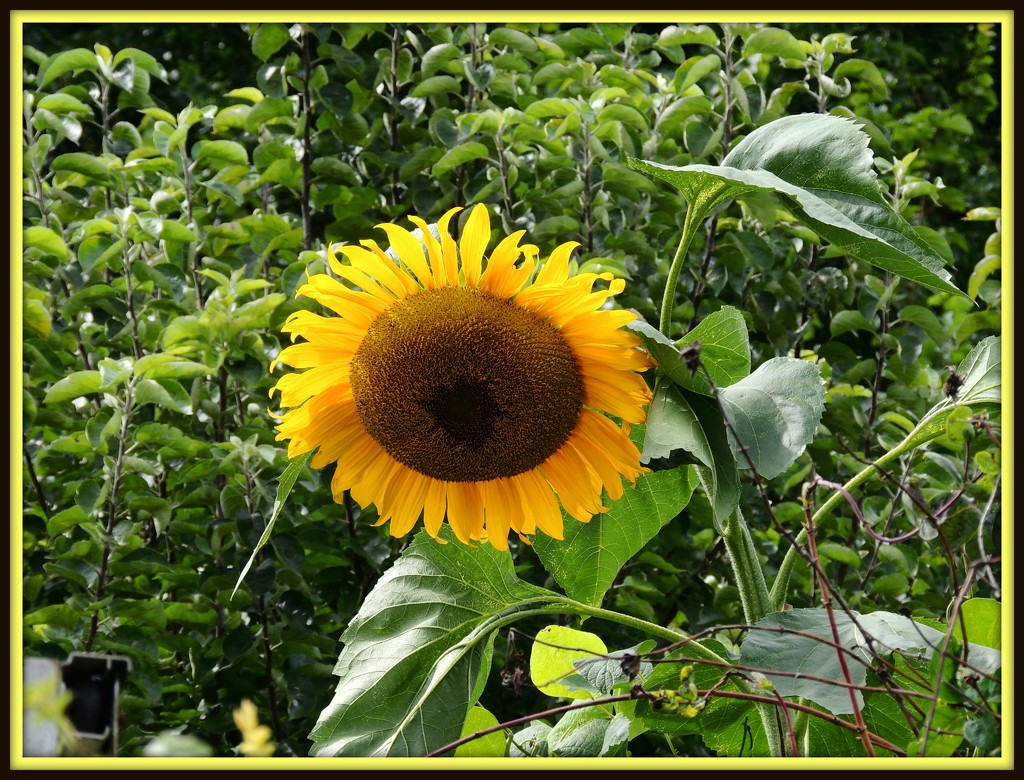 Our friend Dave's happy sunflower by rosiekind