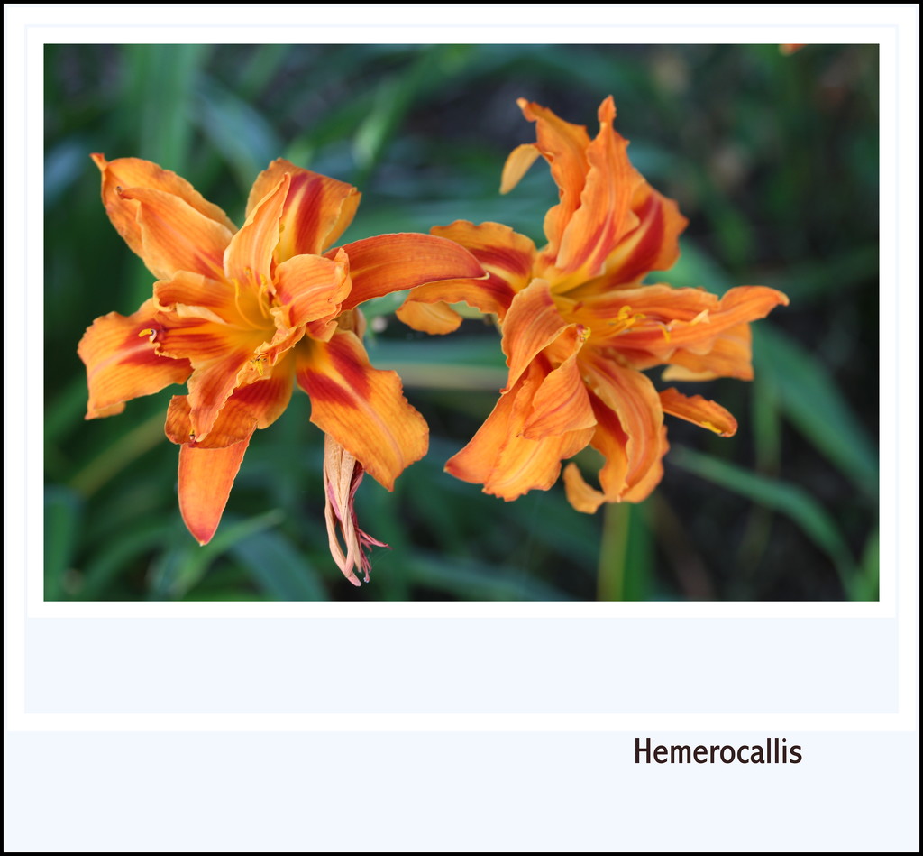 Hemerocallis  by pyrrhula