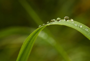 31st Aug 2014 - After the Rain - Drops on Grass