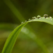 After the Rain - Drops on Grass by leonbuys83