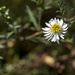Tiny Flower by gardencat