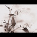 August 31: Leggy Begonia by daisymiller