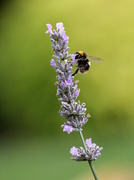 31st Aug 2014 - Last Of The Summer Lavender