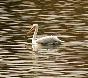 31st Aug 2014 - Pelican