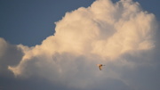 29th Aug 2014 - Egret Flies Into the Clouds