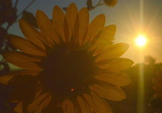 31st Aug 2014 - Sunflower and Sunburst