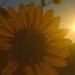 Sunflower and Sunburst by kareenking