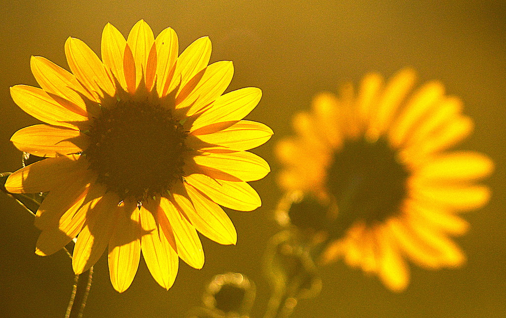 Backlit Sunflowers by kareenking