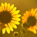 Backlit Sunflowers by kareenking