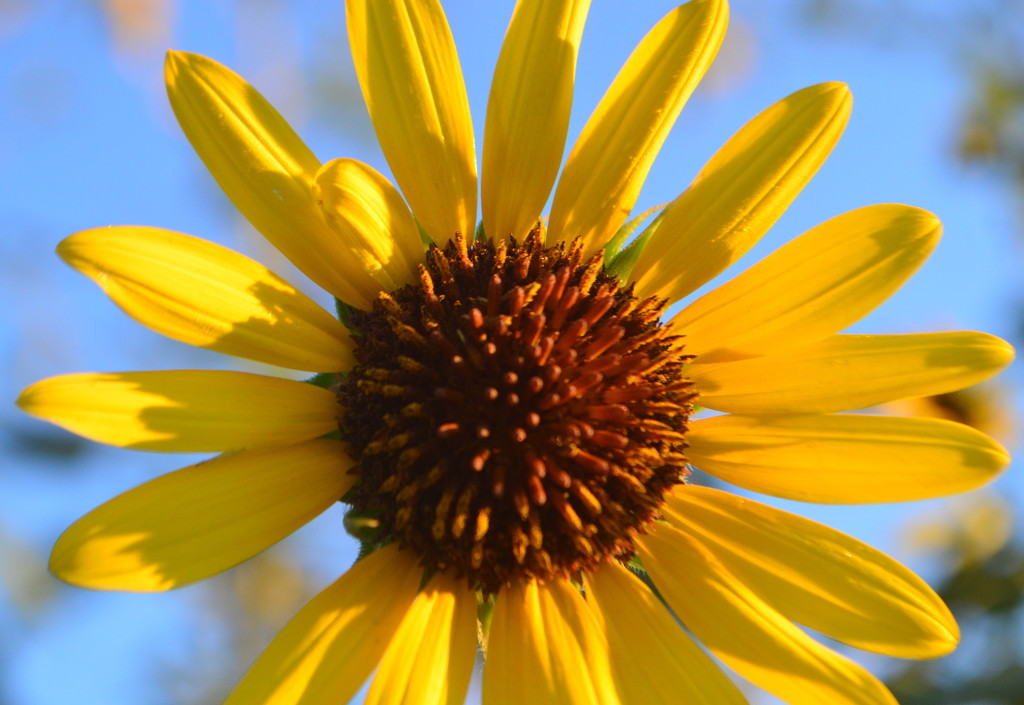 Nature's Smile by kareenking