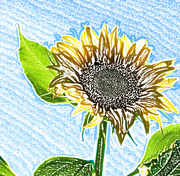 30th Aug 2014 - Sunflower #2