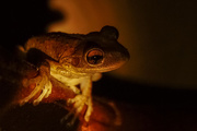 1st Sep 2014 - The Frog Prince