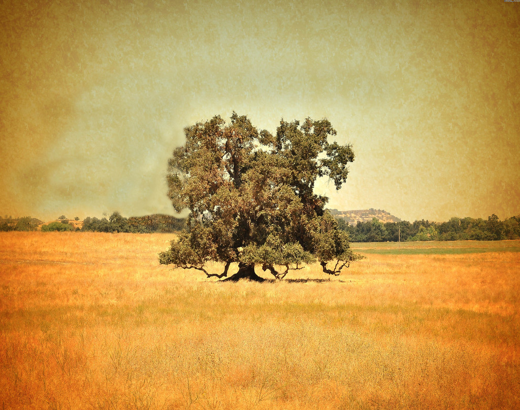 Oak Tree  by joysfocus