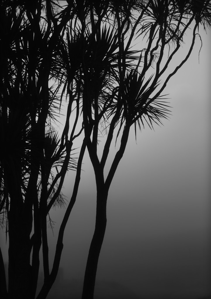 Foggy silhouette by dide