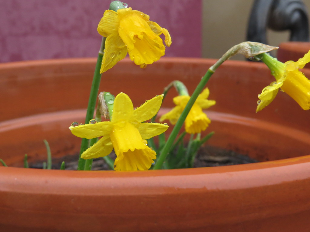 Drippy dwarf daffodils by alia_801