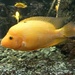 Yellow fish by gabis