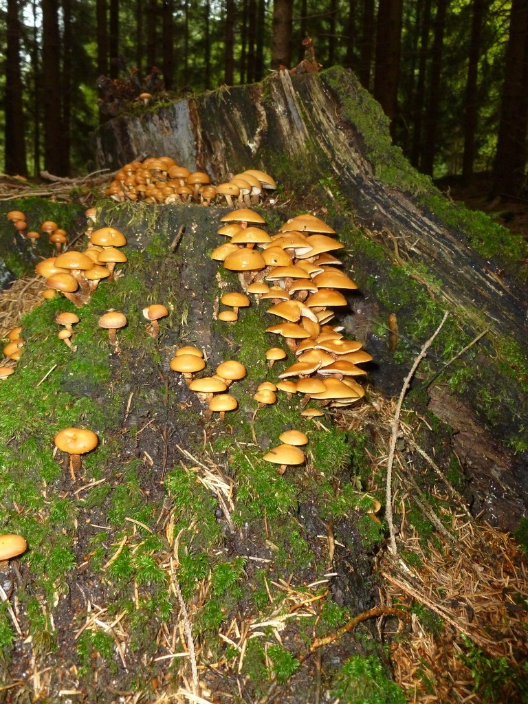 Mushrooms by gabis