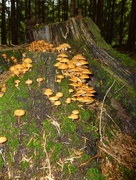 25th Aug 2014 - Mushrooms