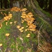 Mushrooms by gabis