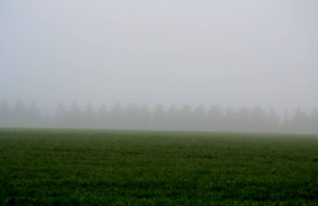 Trees in a row amid the fog. by dianeburns