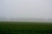 18th Aug 2014 - Trees in a row amid the fog.