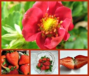1st Sep 2014 - Strawberry flower and fruit