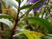 1st Sep 2014 - Spring Rain