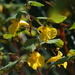  Yellow balsam  by callymazoo