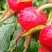 Rose hips by fishers