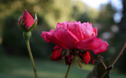 1st Sep 2014 - Evening rose