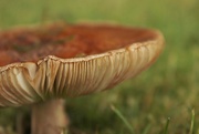 1st Sep 2014 - Another Toadstool