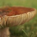 Another Toadstool by motherjane