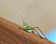 31st Aug 2014 - Baby Grasshopper