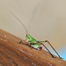 Baby Grasshopper by digitalrn