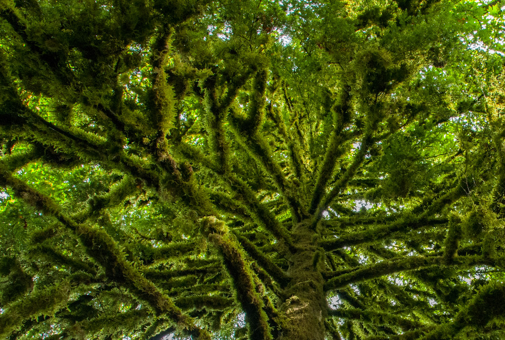 Mossy Tree  by epcello
