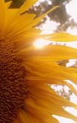 31st Aug 2014 - Day 243:  Sunflower