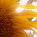 Day 243:  Sunflower by sheilalorson