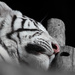 White Tiger by leonbuys83