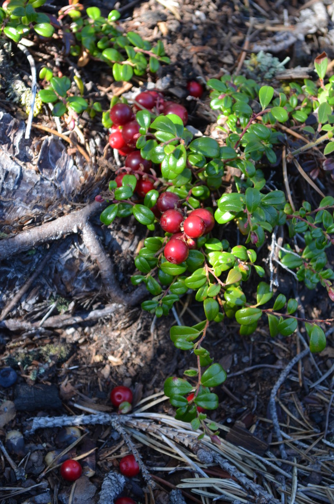 Day 62 - Northern Wild Cranberries by ravenshoe