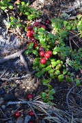 31st Aug 2014 - Day 62 - Northern Wild Cranberries