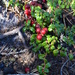 Day 62 - Northern Wild Cranberries by ravenshoe
