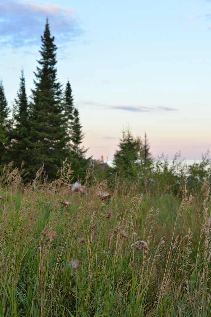 grasses... by earthbeone