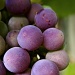 Grapes by fillingtime