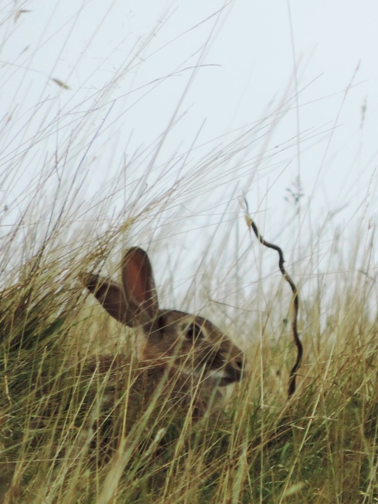 Hiding hare by roachling